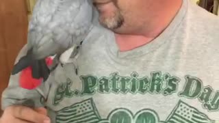 Playful African grey parrot