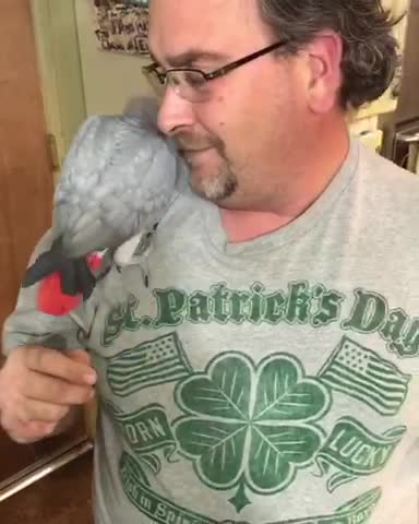 Playful African grey parrot