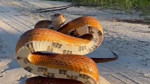 Snake Coils Like A Tower Prepared To Strike