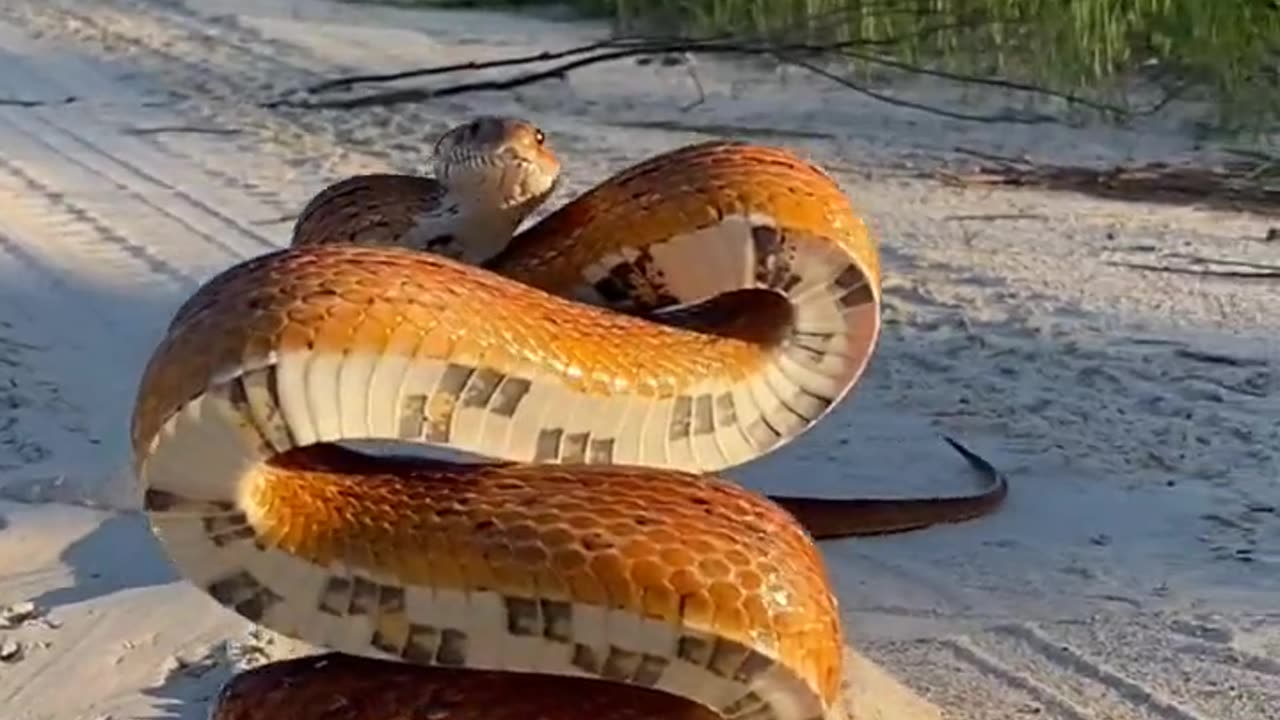 Snake Coils Like A Tower Prepared To Strike