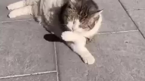 Funny animals - Funny cats / dogs - Funny animal videos 2023 45