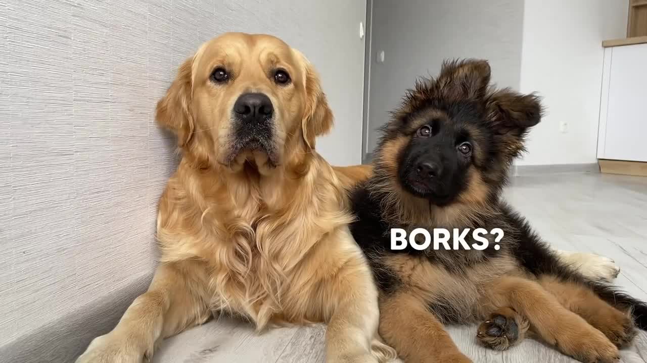 Dog Reviews Sounds with German Shepherd Puppy _