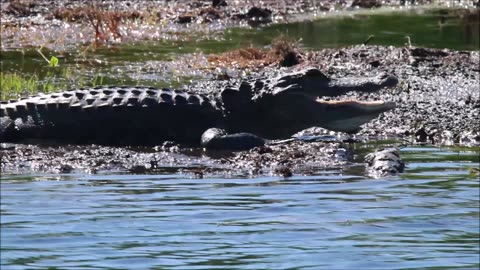 An alligator at the park