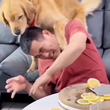 Cutedog Funny Dog Video. Smart Dog Video. Funny Animals Video Part 7 . Please Follow My Channel 🙏