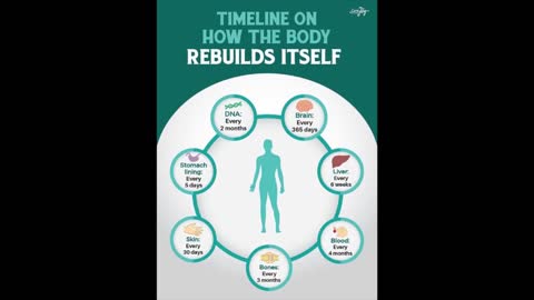 HOW YOUR BODY REBUILDS ITSELF!