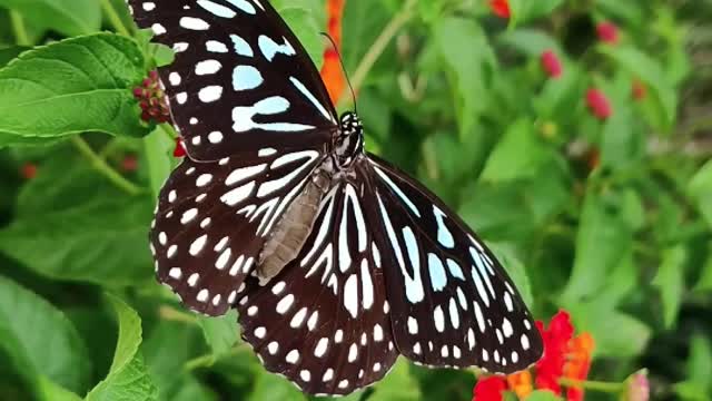 Beautiful Butterfly #pollinators #colors #insects