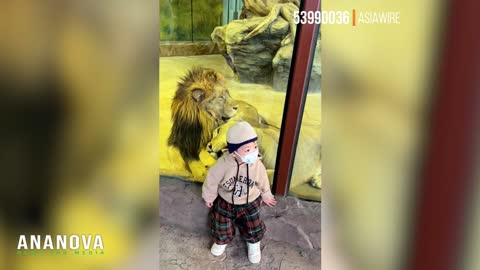 Lioness Tries To Eat Little Boy On Other Side Of Glass At Zoo