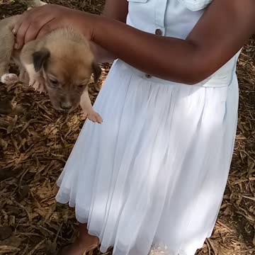 Don't Drop the Puppy