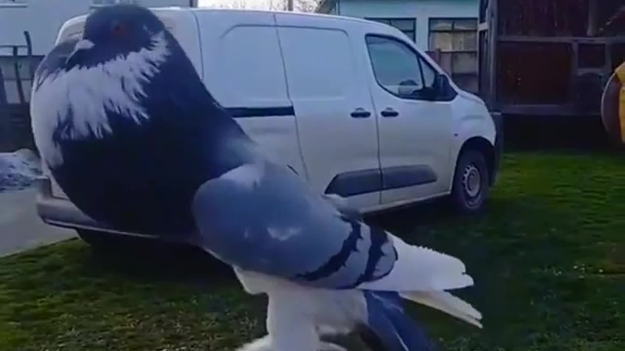 Pigeon