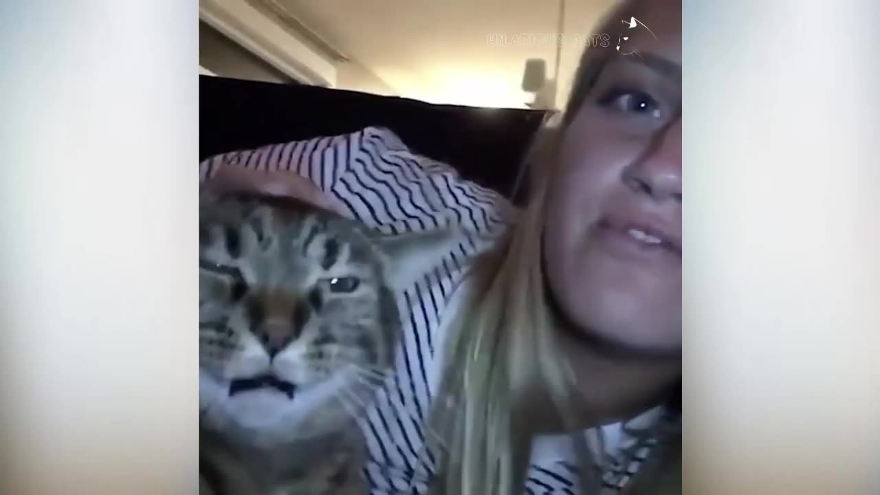 Funny Cat slapped Videos