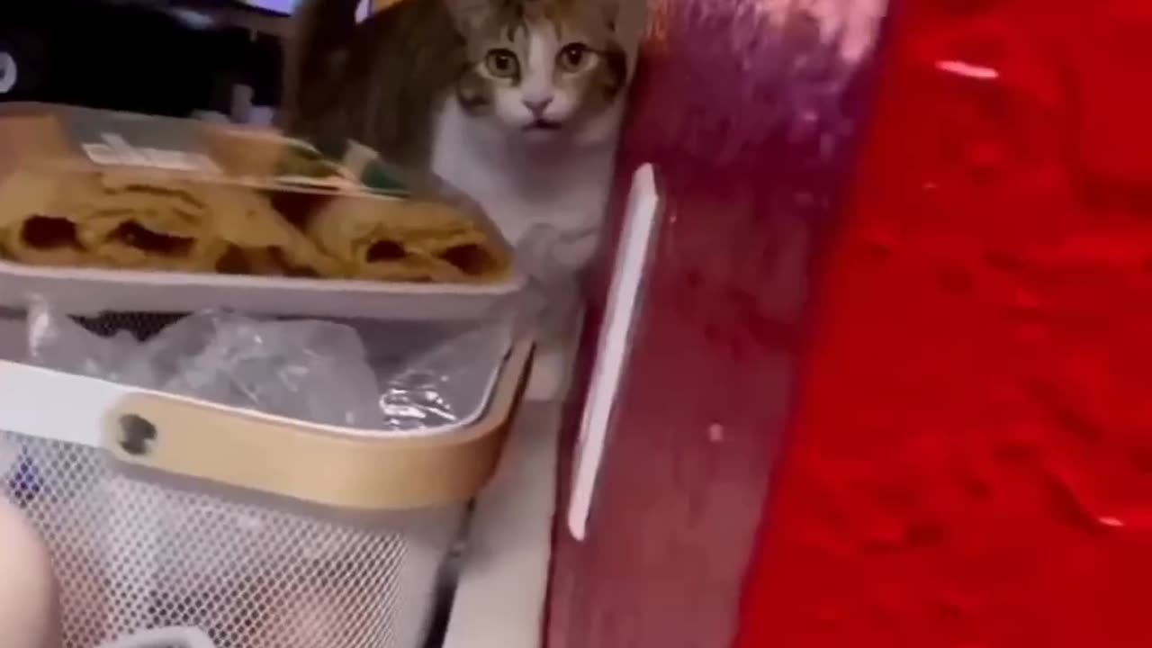 THE CAT'S 😹😹