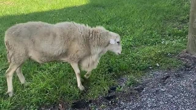 Note to self.. never own a sheep, they are psychotic.