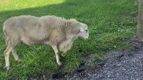 Note to self.. never own a sheep, they are psychotic.