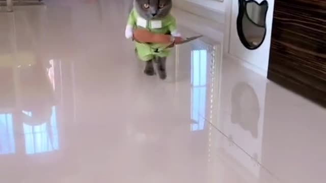 What is the cat like