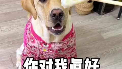 Funny 🐕🤣🤣🤣