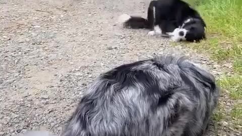 A Border Collie And Aussie Both Letting Each Other Know They Are Not A Threat