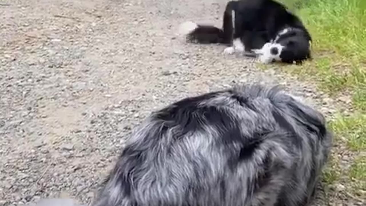 A Border Collie And Aussie Both Letting Each Other Know They Are Not A Threat