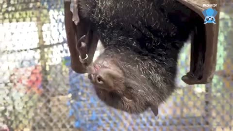 A glimpse into Hedgehog Rescue New Zealand