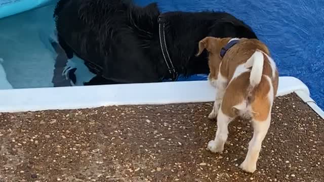 New Puppy Pushed Into Pool