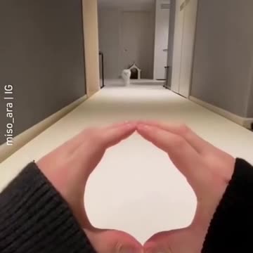 OMG this dog i so CUTE 😍 Funny Dog 😂 Cute Puppy 🐩