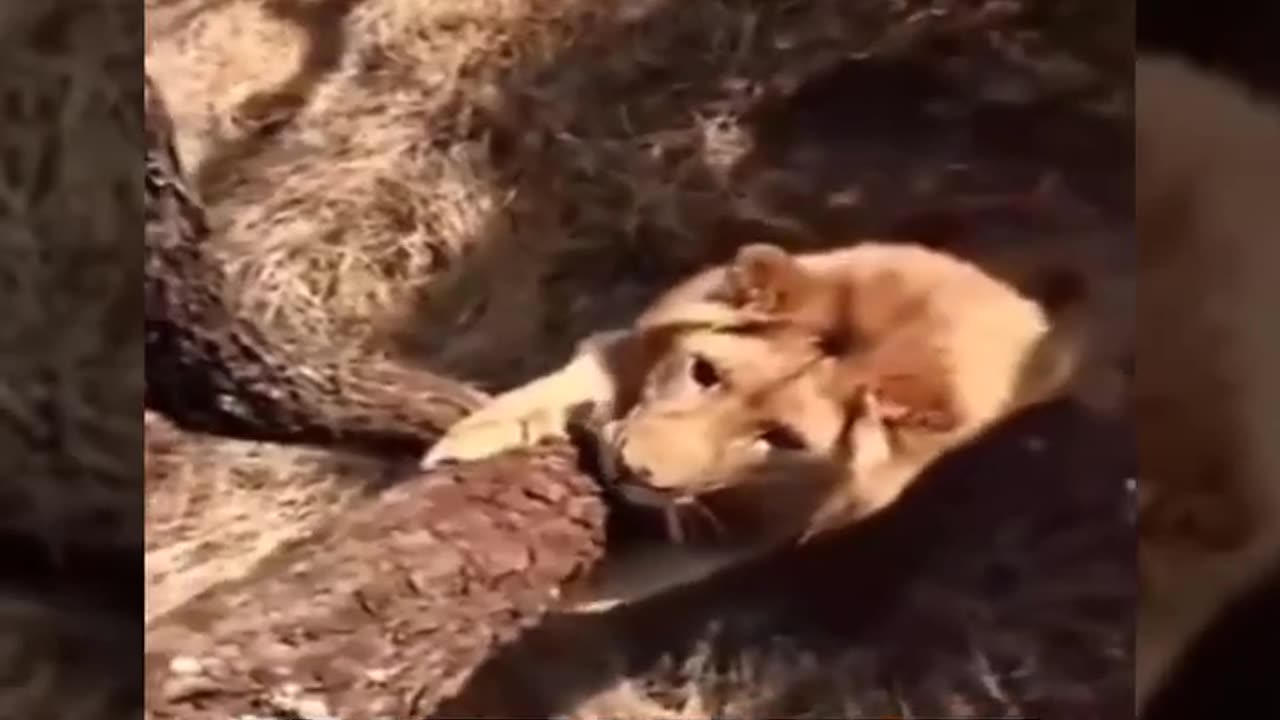 Man gets attacked by a lion. For real!