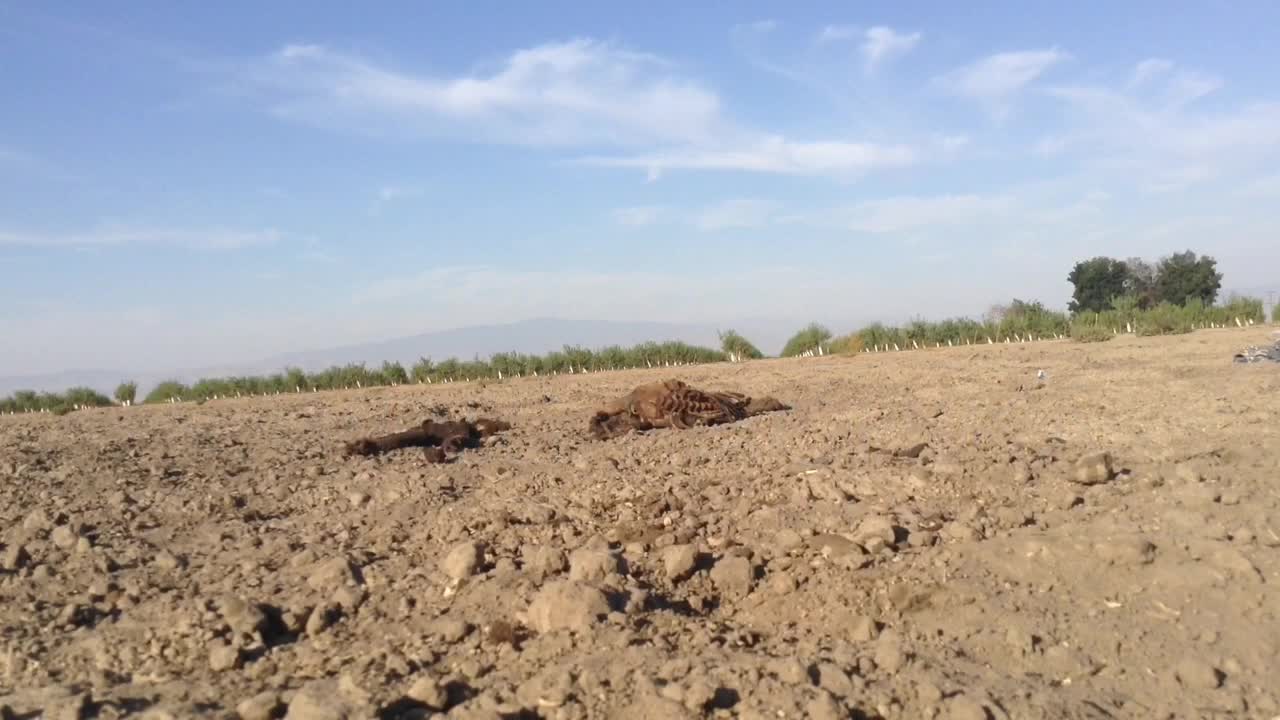 Loyal Dog Refuses To Leave The Body Of Her Dead Companion