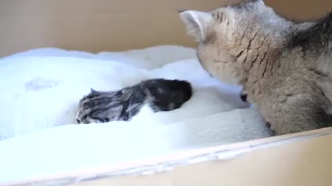 Daddy cat Coco meets baby kittens for the first time