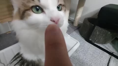 POV You boop cats