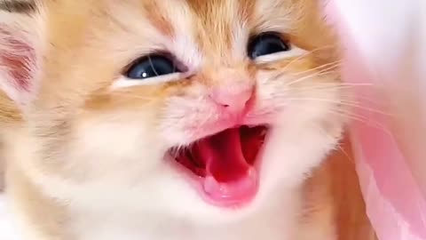 Cute cat viral video 🤩🐾