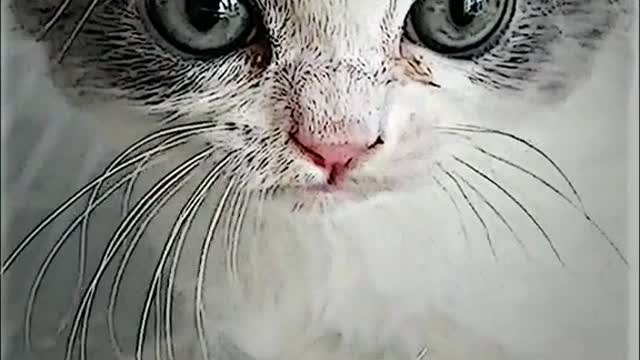 funny cat cute