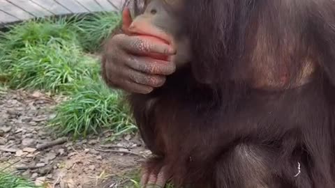 orangutans