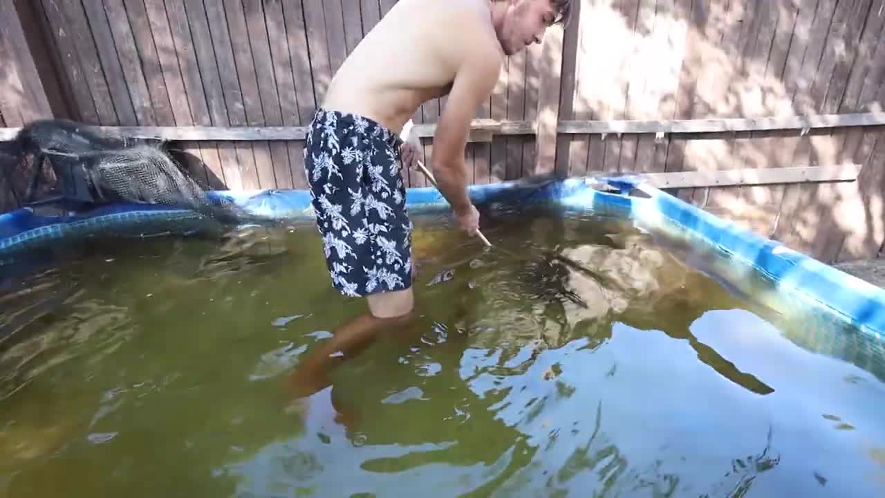 transferring fish to new pool pond