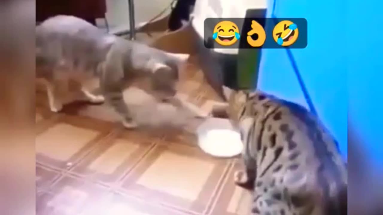 they forget the pattern #cat #cats 😂😂