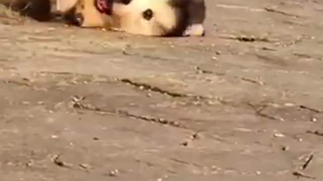 collection of funny dog videos #1