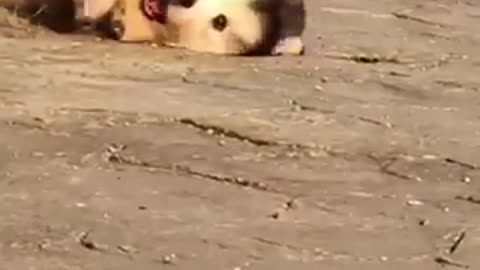 collection of funny dog videos #1