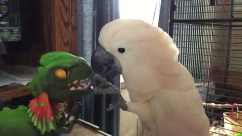 Cacatua Vs Dinossauro