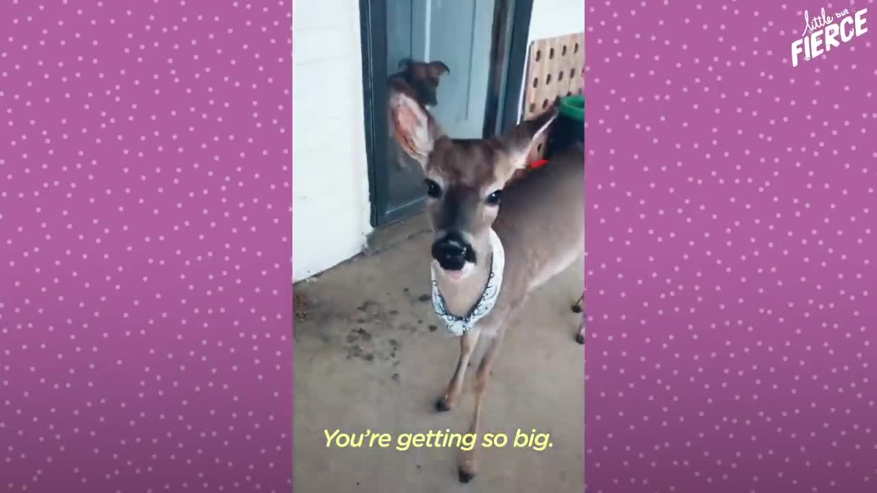 Fawn Comes To Lady's Door Every Morning | The Dodo Little But Fierce