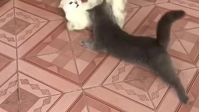 325_Wow 😮 #catfight #catsoftiktok #bluecat #catsvideo