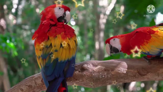 A pair of parrots is sitting on a tree.