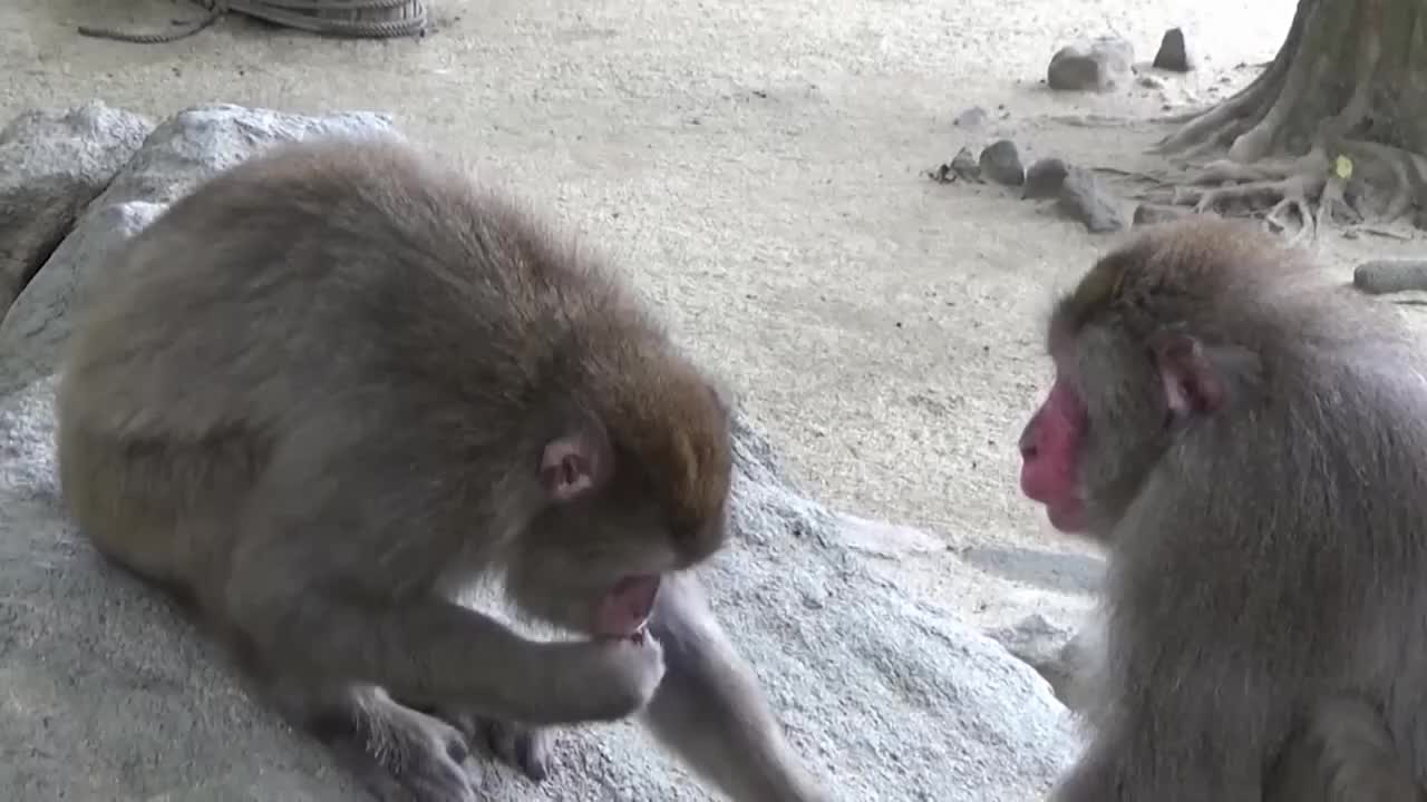 Una insólita hembra alfa lidera un grupo de macacos en Japón