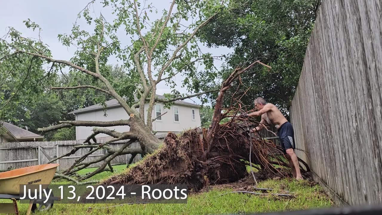 Hurricane Beryl Claims the Purple Mulberry (Complete)