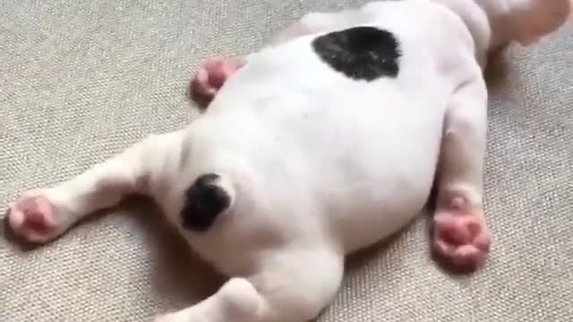 Little fat dog dreams of eating bones