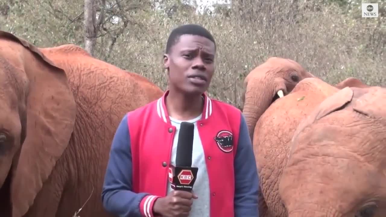 Baby elephant interrupts reporter's piece to camera
