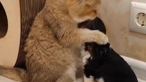 cat and dog in love