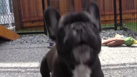 Cani che abbaiano: COMPILATION - Video divertenti di cani che abbaiano