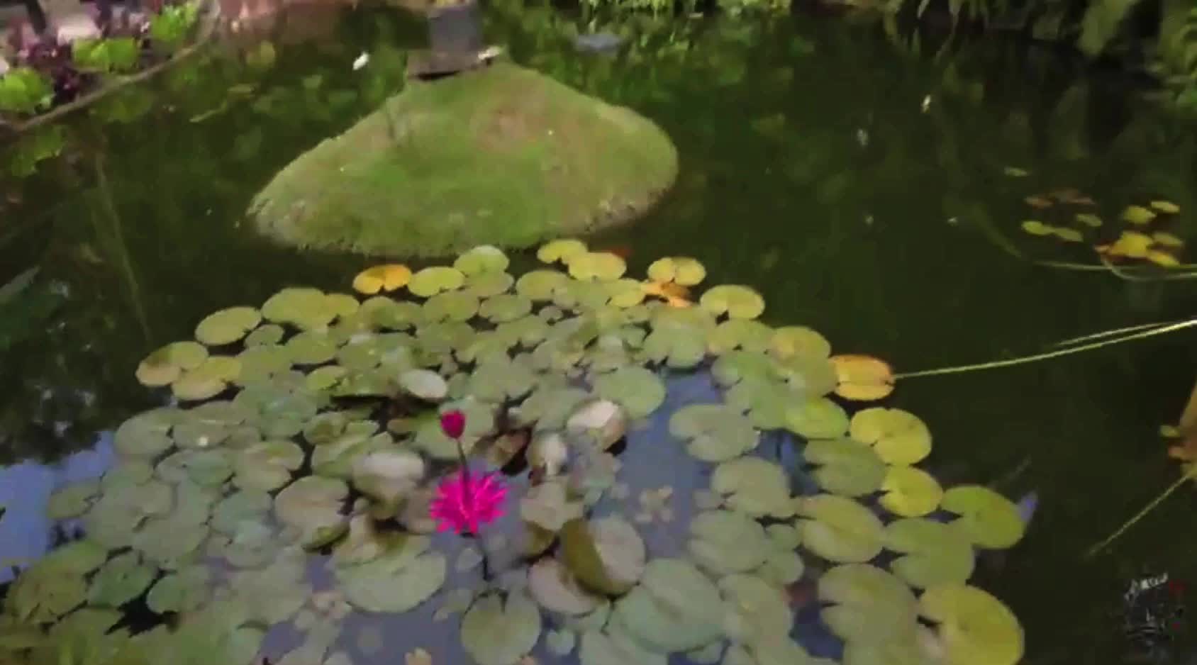 Max Igan about Electric Universe and Flowers