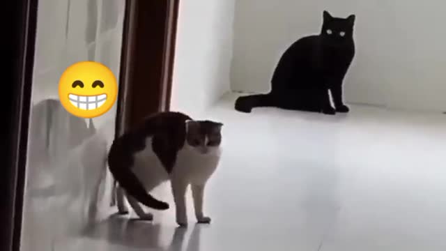 🐱🐱 😜😜😜🤣🤣 cat funny