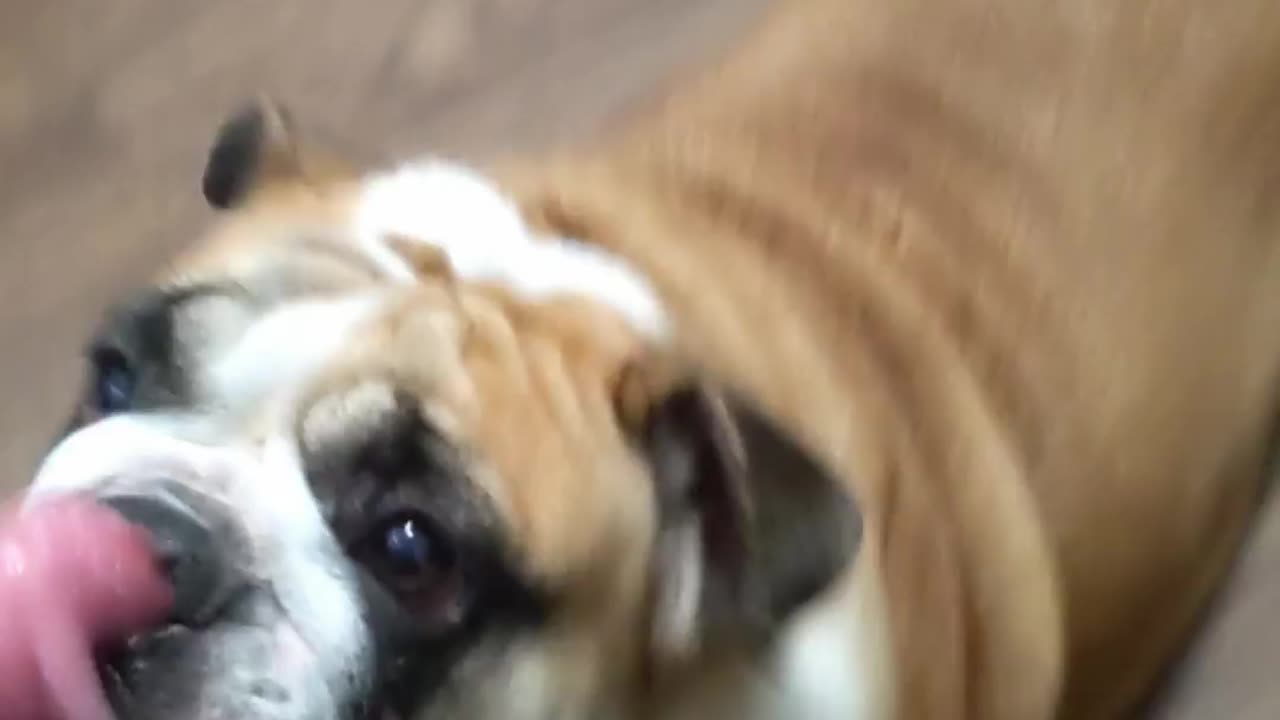 Does Your Dog Also Do This? Is Princess Awawa the English Bulldog Broken?