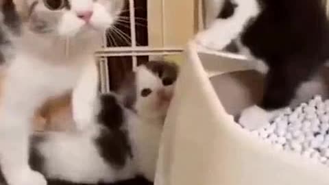 Cute cat in self defense 🐱🐱 laugh challenge #funnycats #funny #funny cat #funny #shorts #cutecats