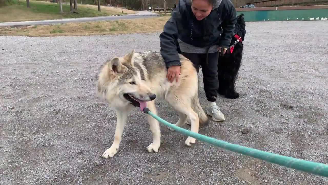 Traning Dog_reactions from people and Dog While Walking Wolfdog Puppies in Crowd